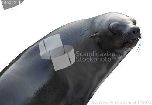 Image of Sea lion on white background