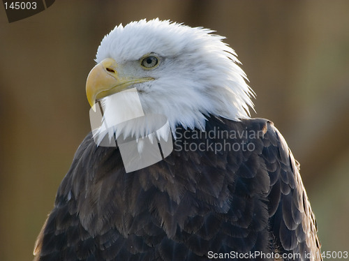 Image of bald eagle portrait