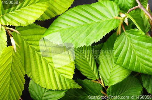 Image of leaf texture