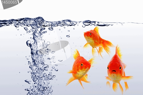Image of goldfish