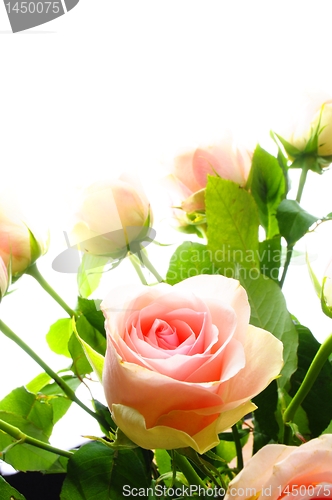 Image of rose flower