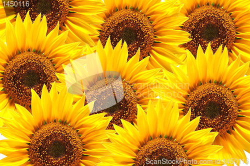 Image of sunflower background