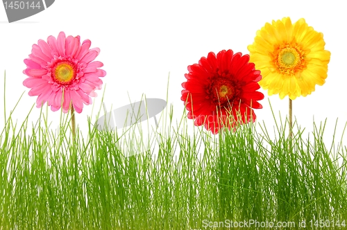 Image of flower and grass