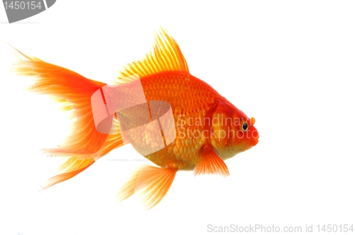 Image of goldfish