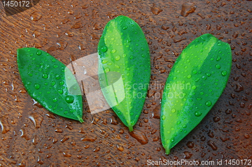 Image of wellness concept with leaf 
