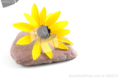 Image of flower