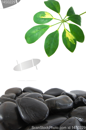 Image of stones and leaf