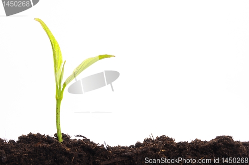 Image of growth