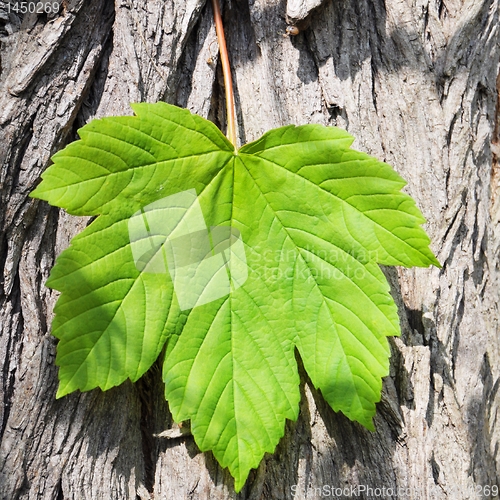 Image of leaf