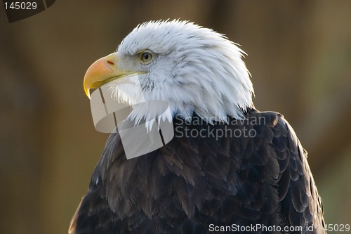 Image of american bald eagle