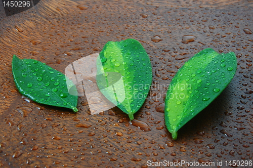 Image of wellness concept with leaf 