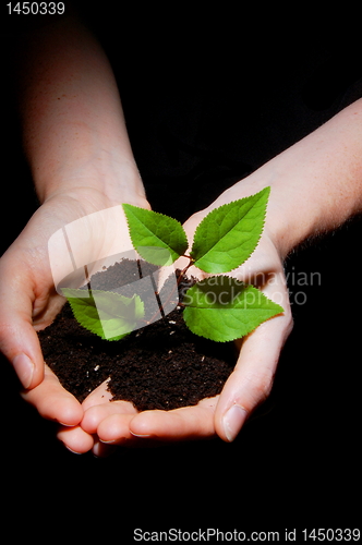 Image of hands soil and plant showing growth