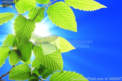 Image of leaf and blue sky