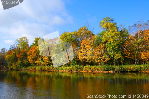 Image of autumnal forest un der blue sky