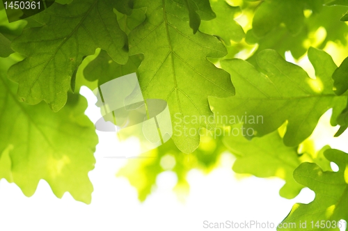 Image of leaves and copyspace