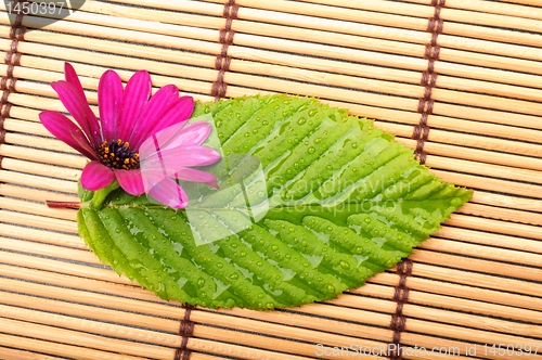 Image of leaf