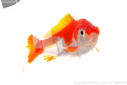 Image of goldfish