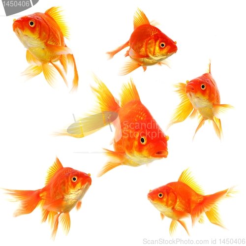 Image of goldfish