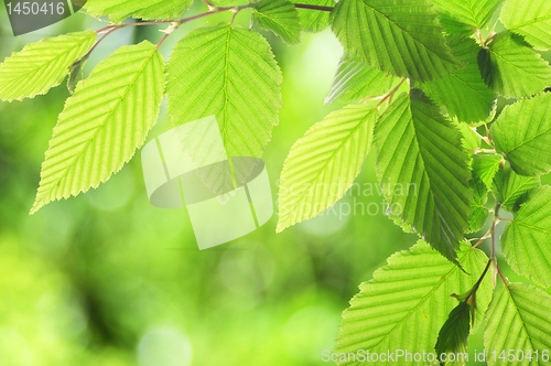 Image of green summer leaf