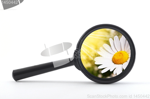 Image of flower