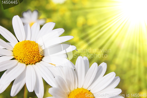 Image of daisy