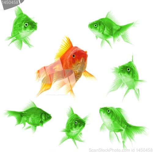 Image of goldfish