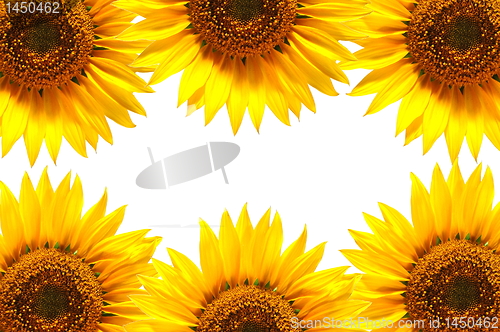 Image of sunflower background