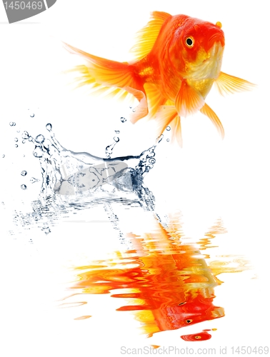 Image of goldfish