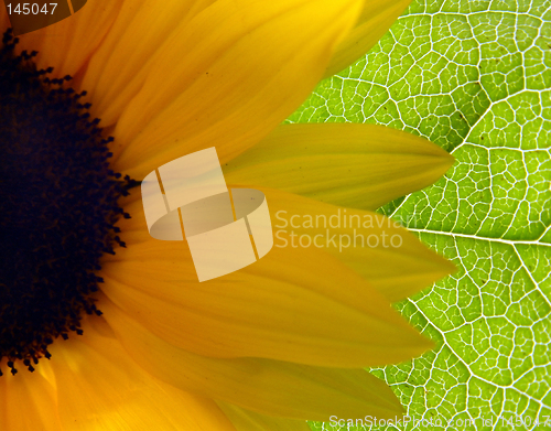 Image of Bright Sunflower background
