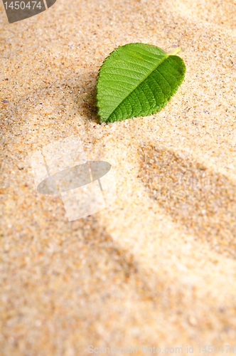 Image of zen garden