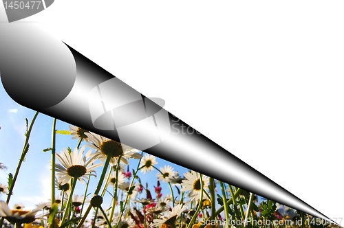 Image of flowers and copyspace