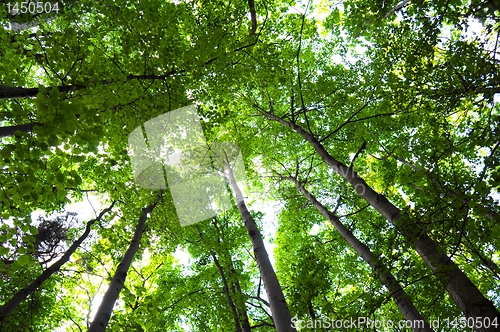 Image of trees in the woods