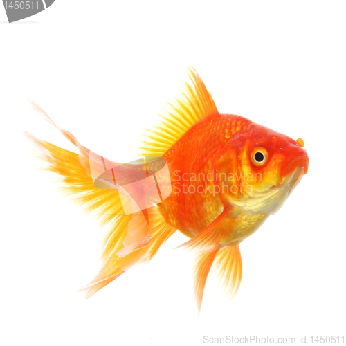 Image of goldfish