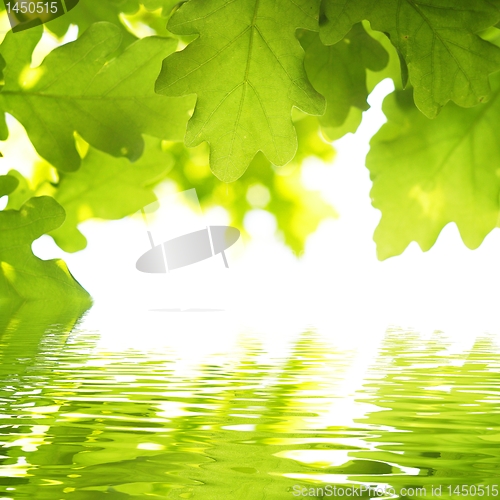 Image of leaf