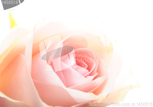 Image of rose flower