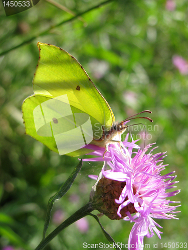 Image of brimstone butterfly