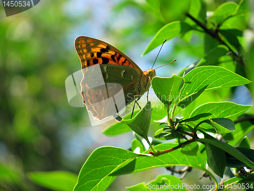 Image of butterfly on tree