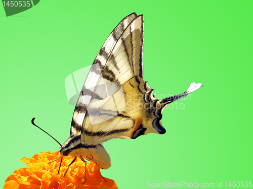 Image of butterfly (Scarce Swallowtail)