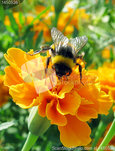 Image of bumblebee on marigold  