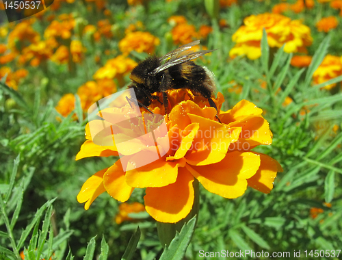 Image of flower bed