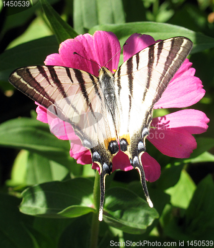 Image of butterfly (Scarce Swallowtail)