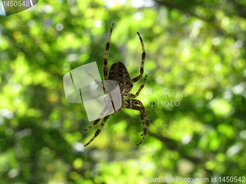 Image of  spider on cobweb 