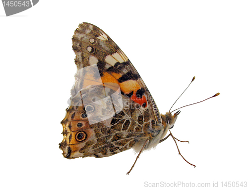 Image of butterfly
