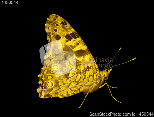 Image of golden butterfly 