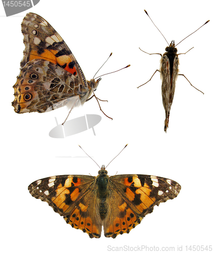 Image of butterfly (Painted Lady)