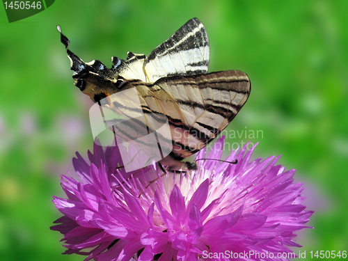 Image of butterfly on cornflower