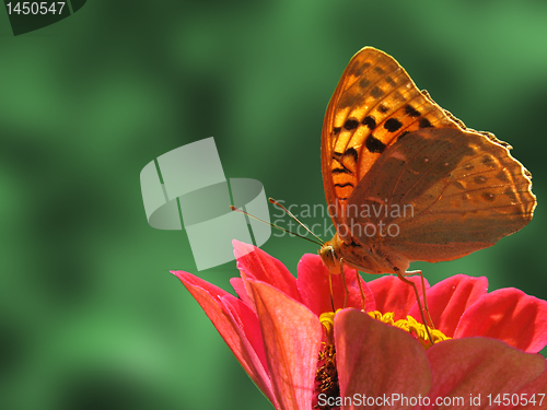 Image of butterfly on flower