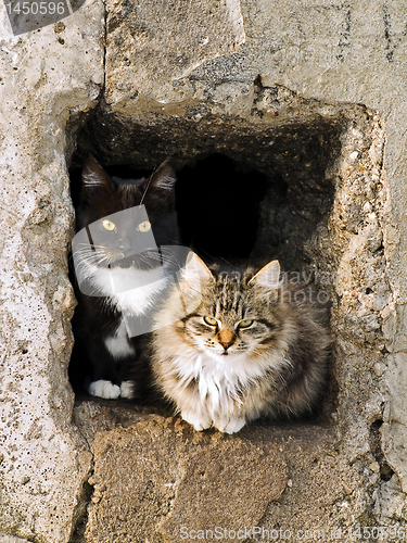 Image of cats