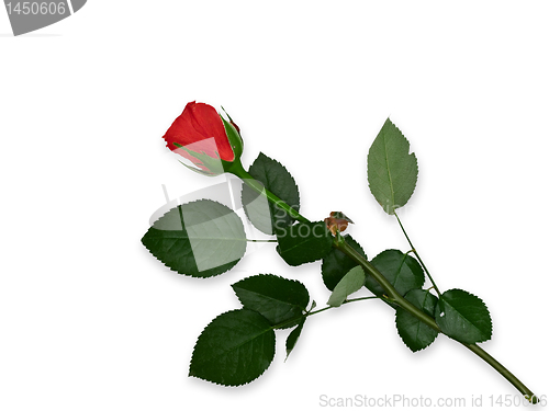 Image of red rose