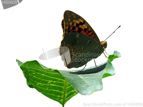 Image of butterfly o leaf